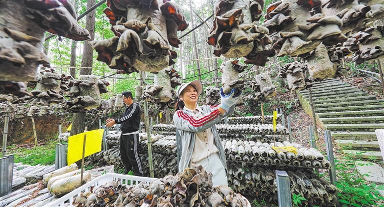 量发展产业调研】林下生金冰球突破爆百万大奖【高质(图2)